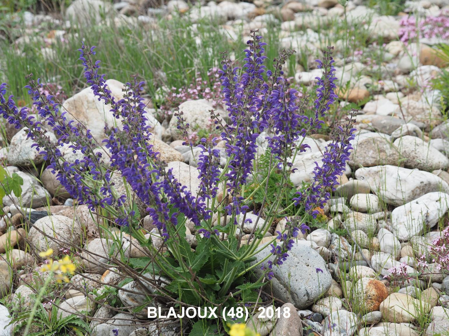 Meadow Clary